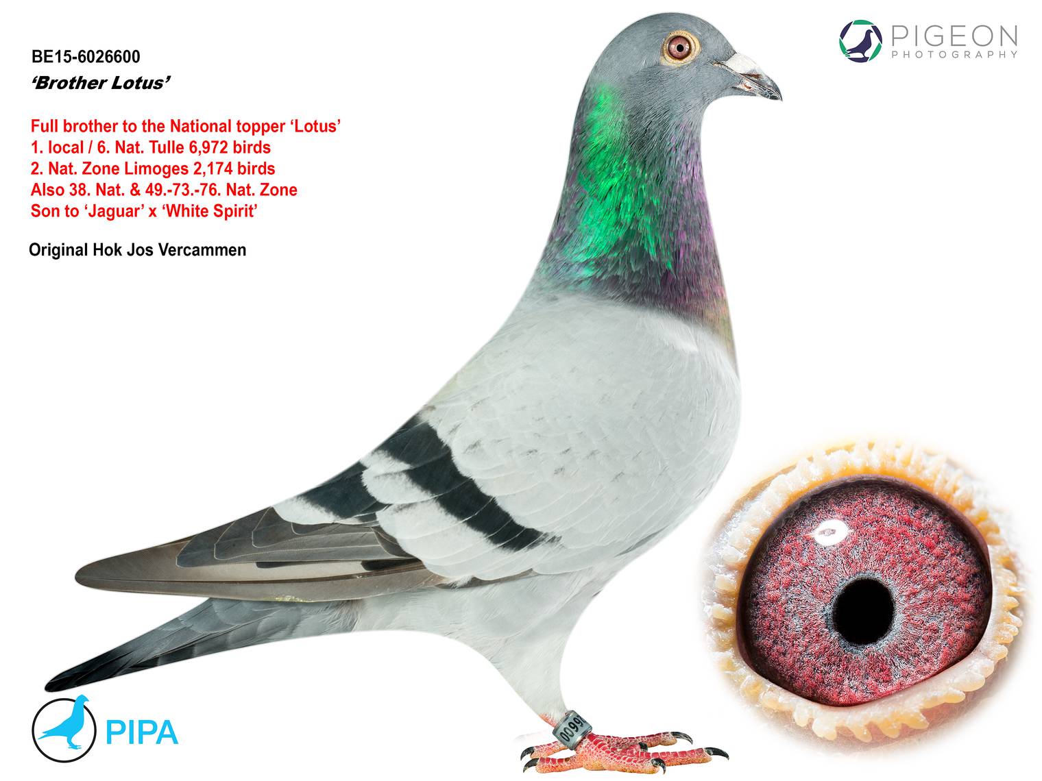 Exclusive auction of 12 Hok Jos Vercammen pigeons on PIPA | Hok Jos ...