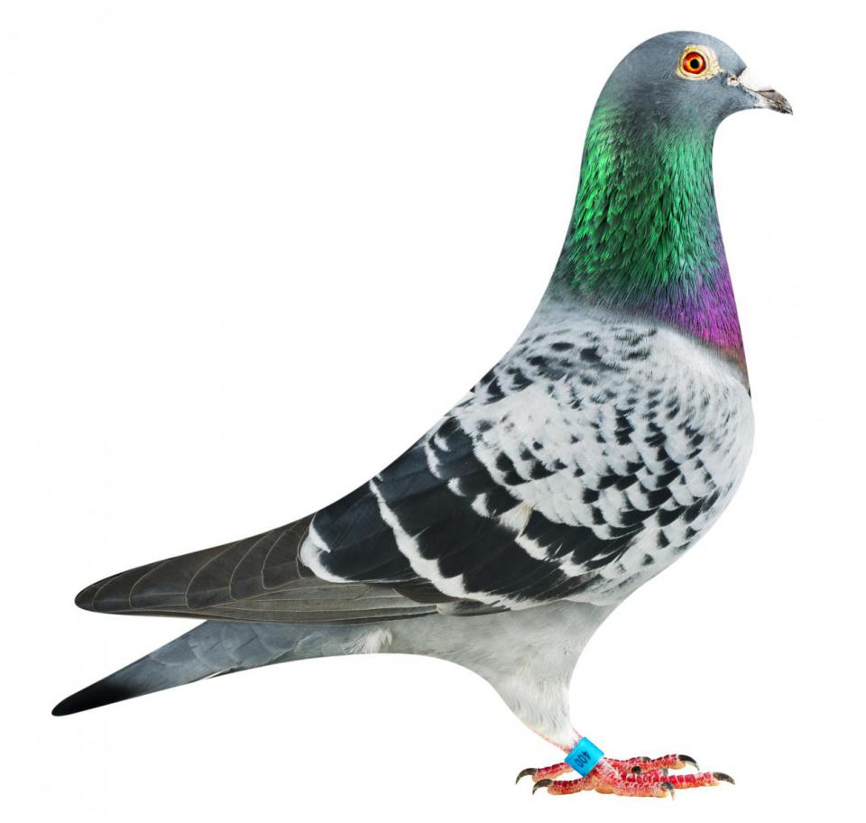Picture of pigeon PL0264-13-400 "Olympic Elektro"