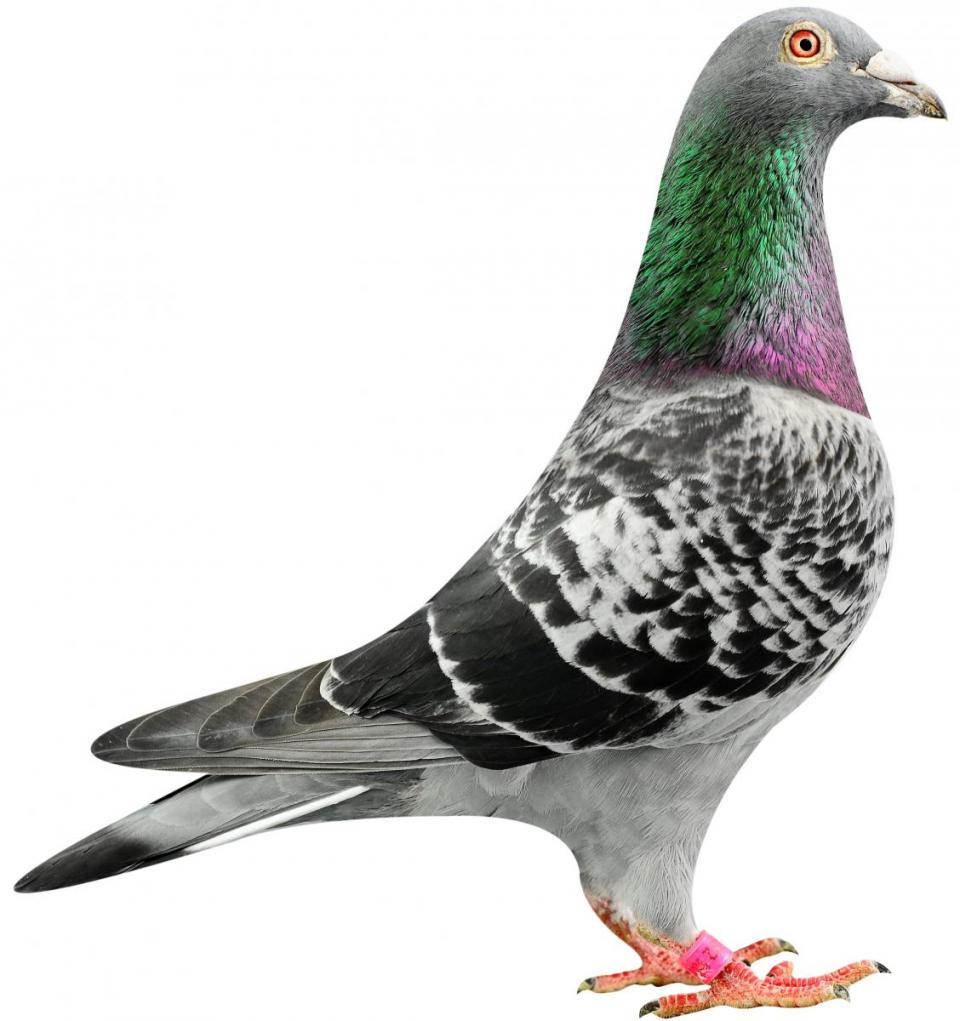 Picture of pigeon BE08-6144332 "Little Panter"