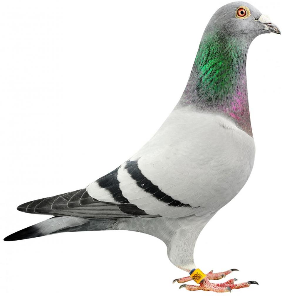 Picture of pigeon BE09-6248171 "Paulo"