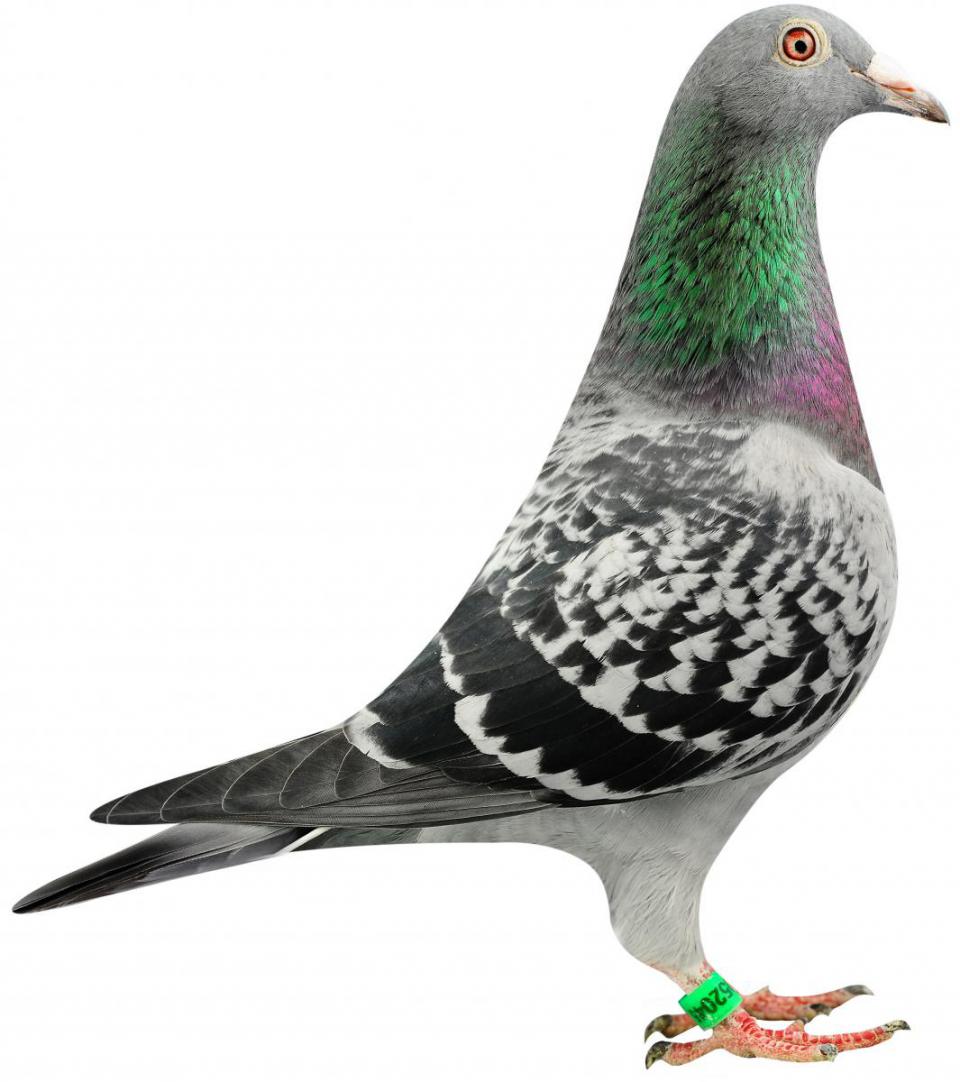 Picture of pigeon BE10-6052045 "La Bomba"