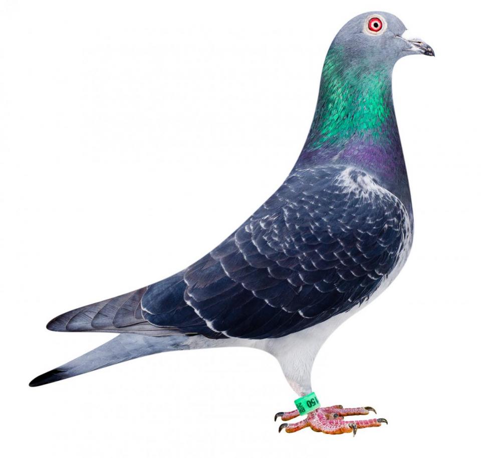 Picture of pigeon BE10-6052150 "Vitara"