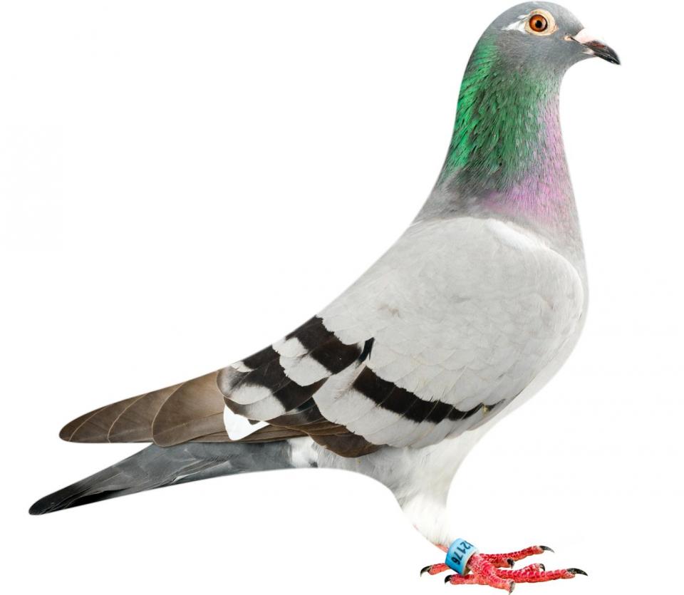 Picture of pigeon BE11-6282176 "La Strada"