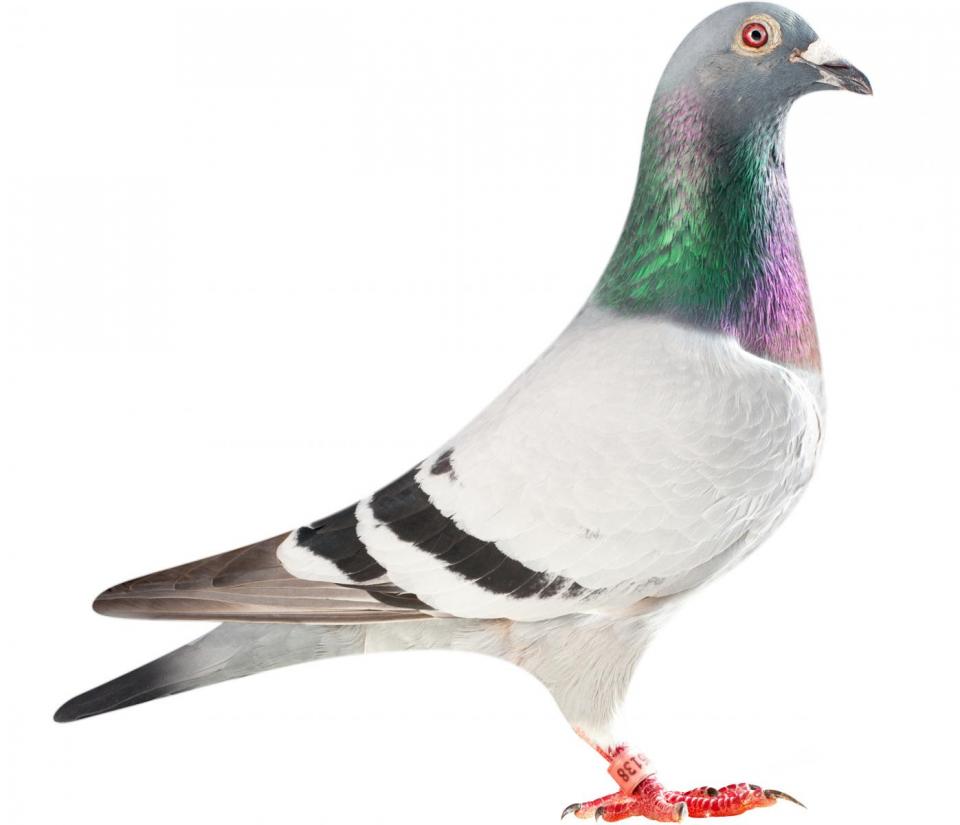 Picture of pigeon BE13-6026138 "Hulk"