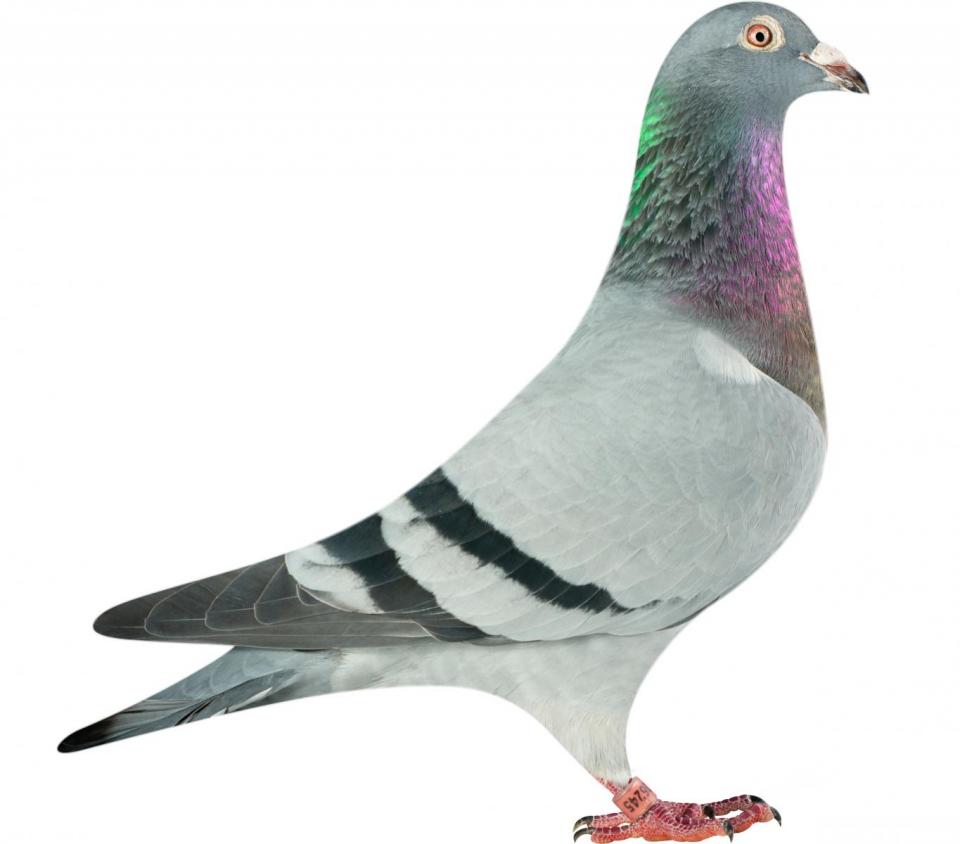 Picture of pigeon BE13-6026245 "Vespa"