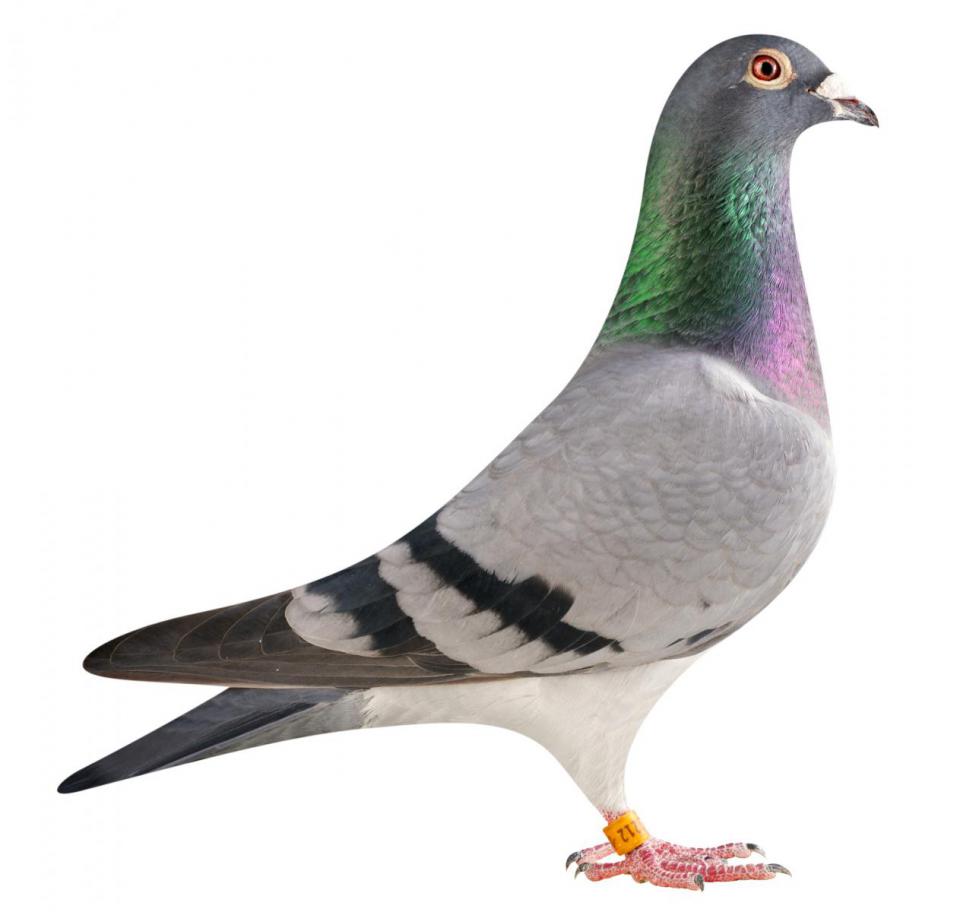 Picture of pigeon BE14-6175212 "Nafi"