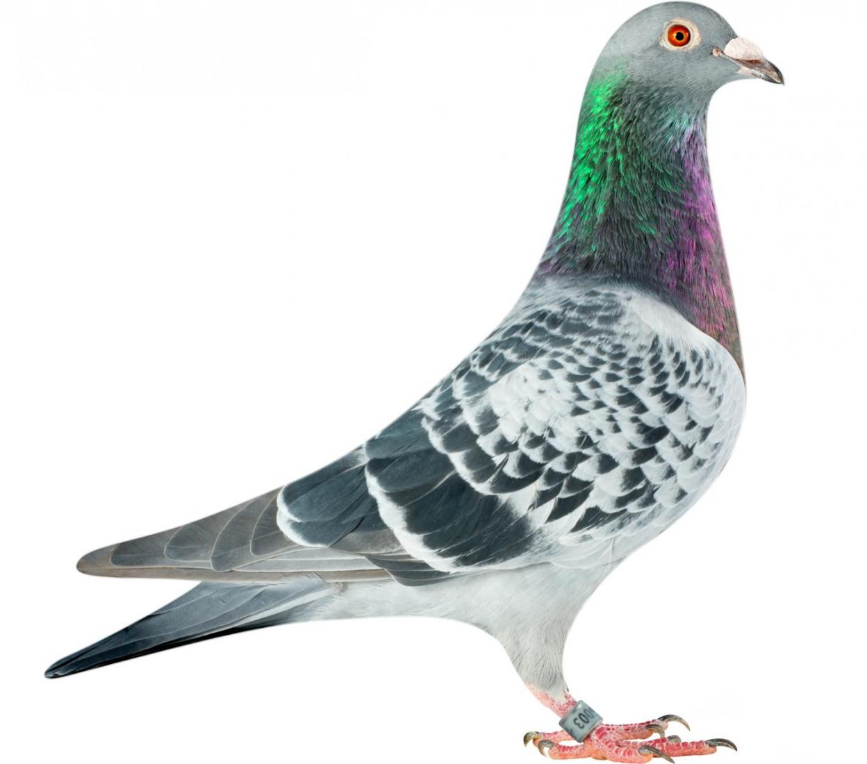 Picture of pigeon BE15-6026003 "Zorro"
