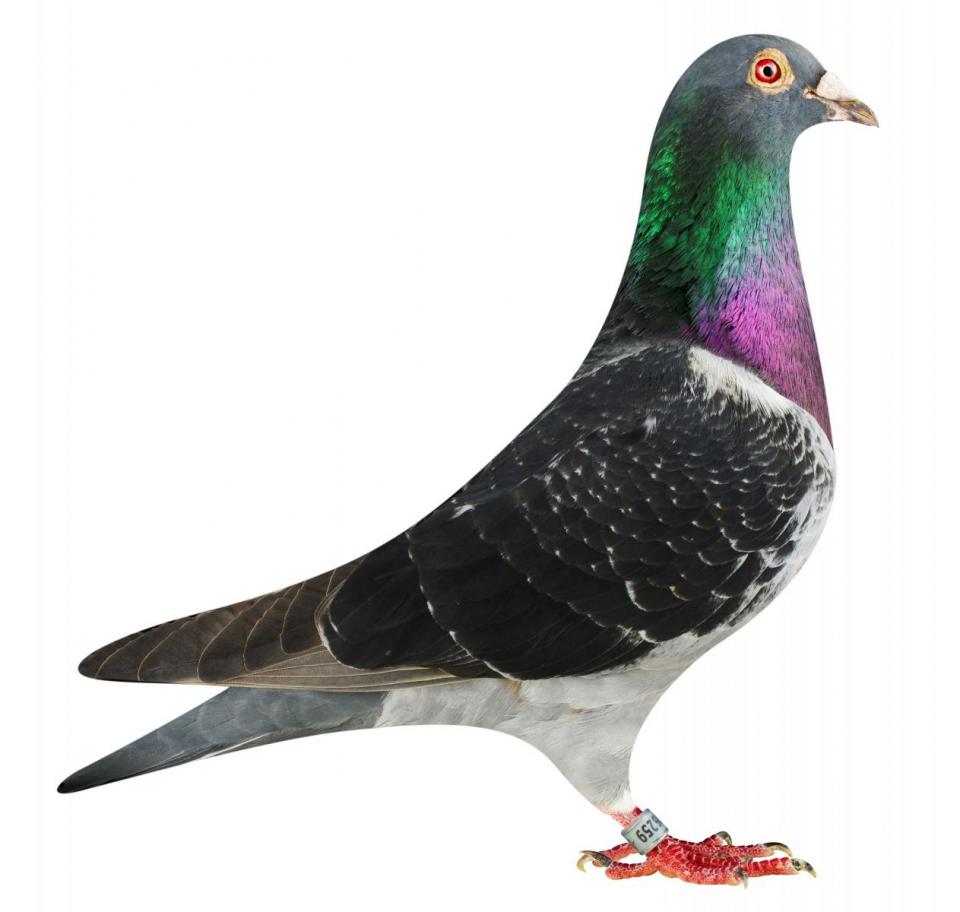 Picture of pigeon BE15-6026259 "Black Dragon"