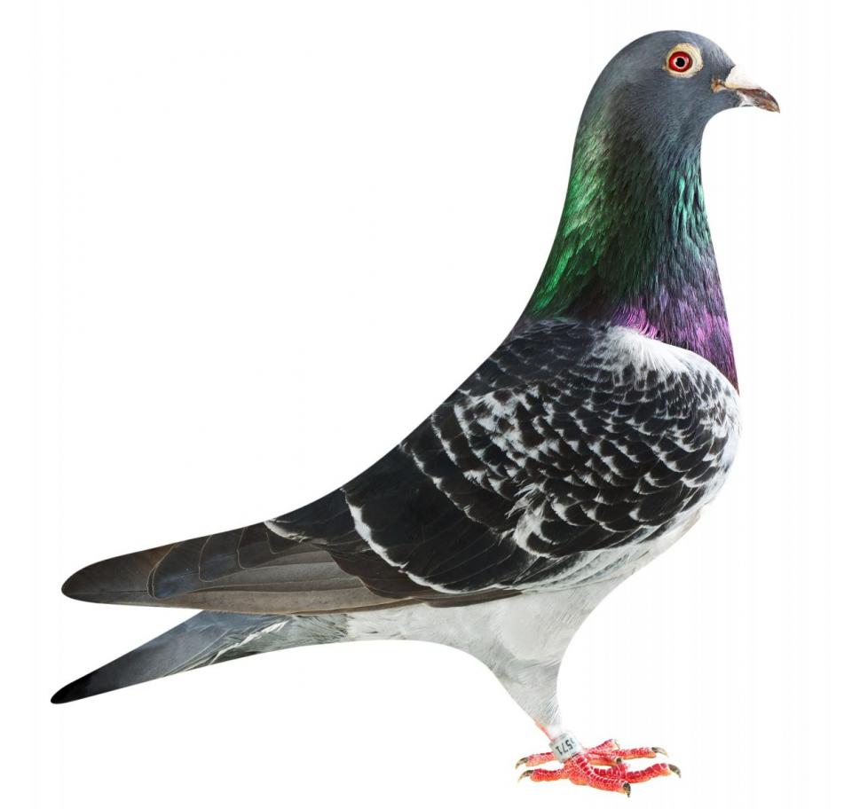 Picture of pigeon BE15-6026571 "Super Elektro"