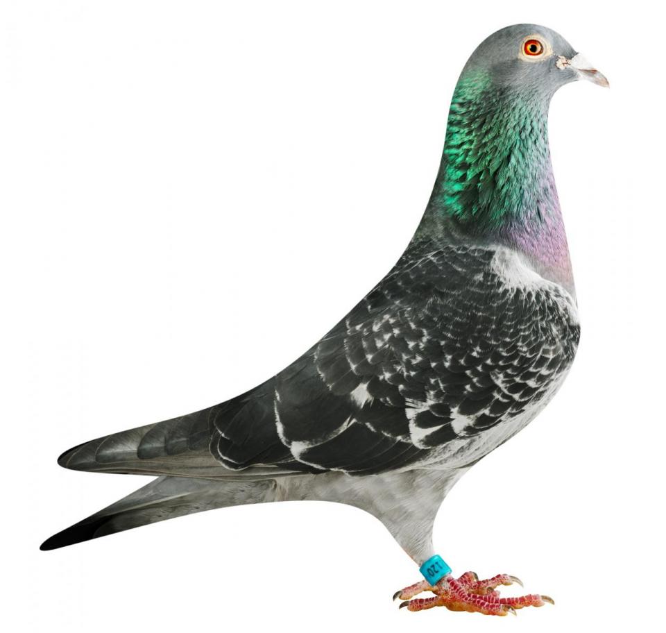 Picture of pigeon BE16-6032120 "London"