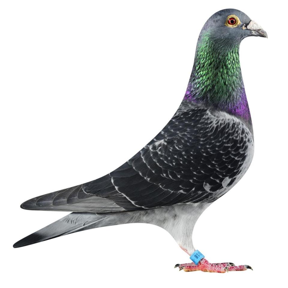 Picture of pigeon BE16-6032318 "Power Barco"