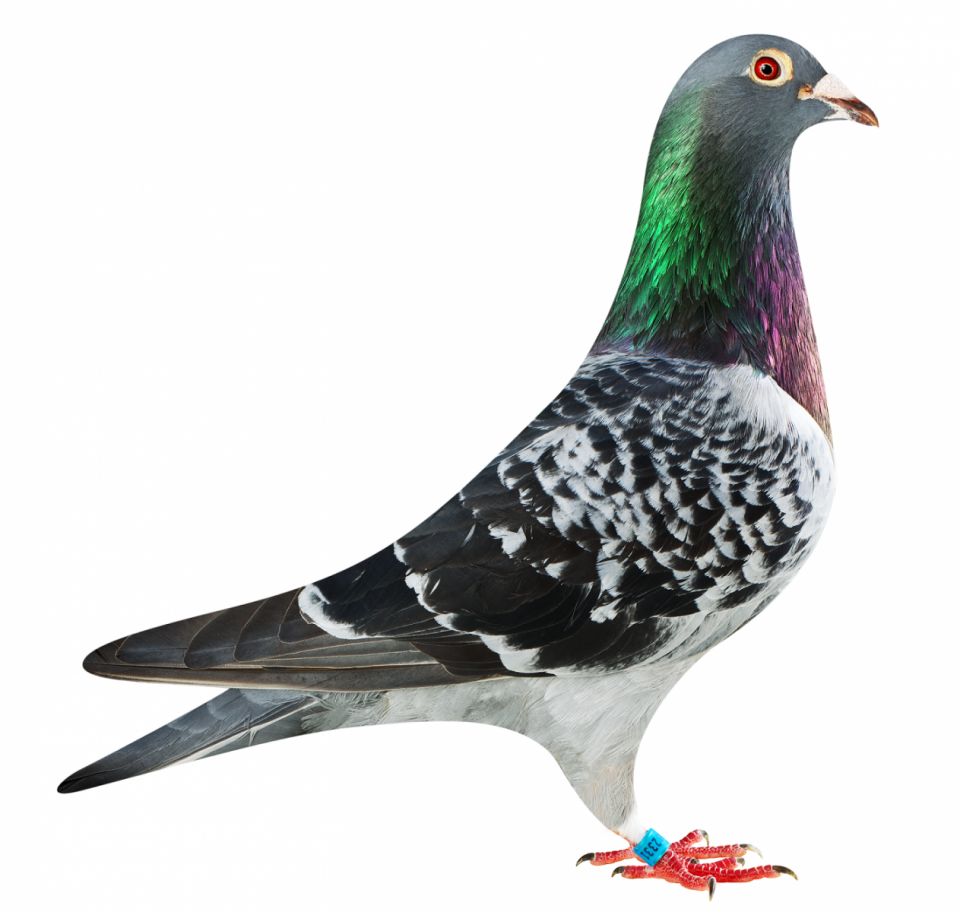 Picture of pigeon BE16-6032331 "Diamond Elektro"