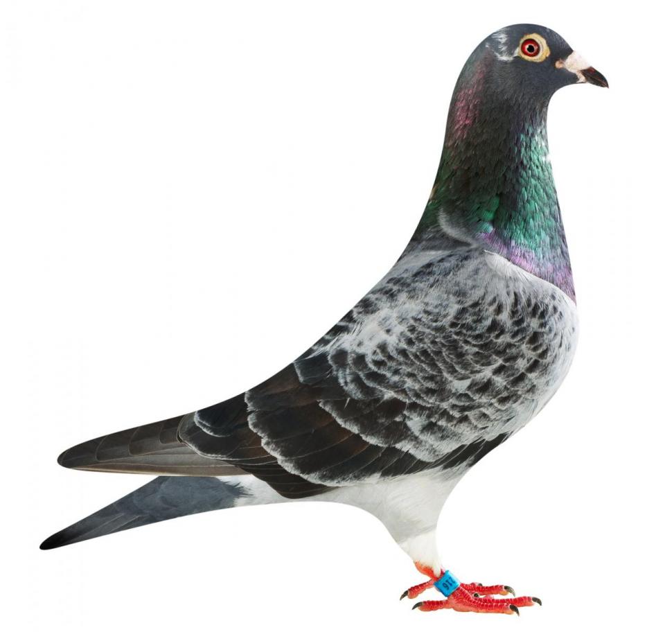 Picture of pigeon BE16-6277216 "Silver"