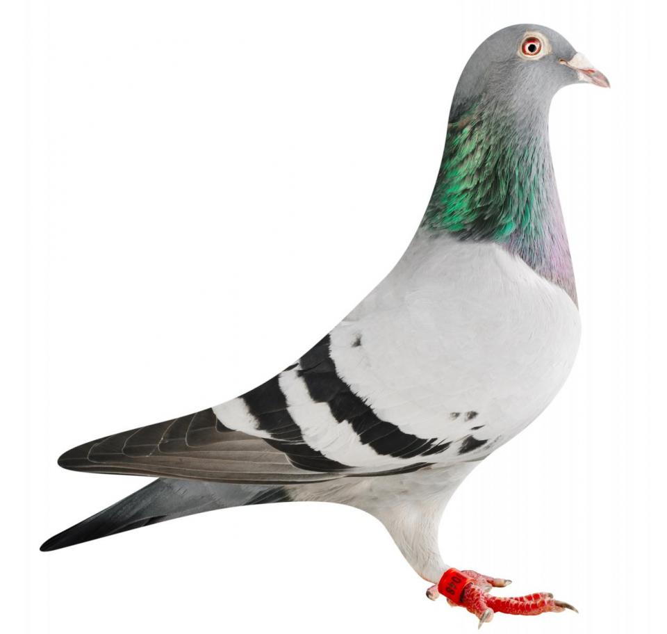 Picture of pigeon BE17-6025048 "Shaki"
