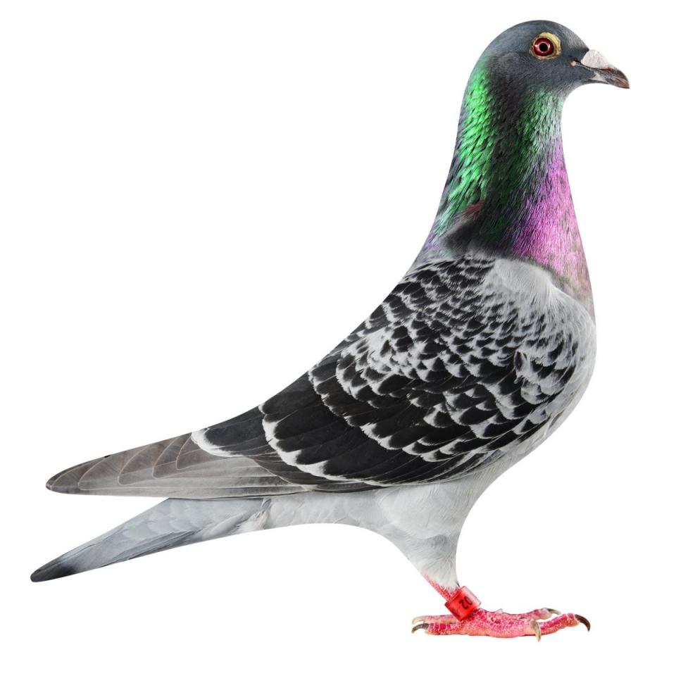 Picture of pigeon BE17-6025202 "Armani Elektro"