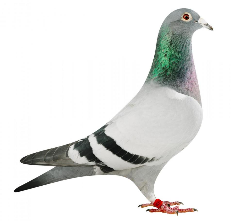 Picture of pigeon BE17-6025336 "Ito"