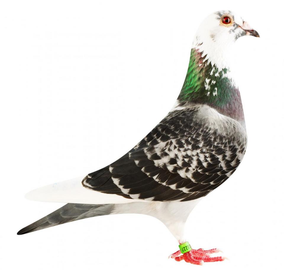 Picture of pigeon BE18-6020227 "Sugar"