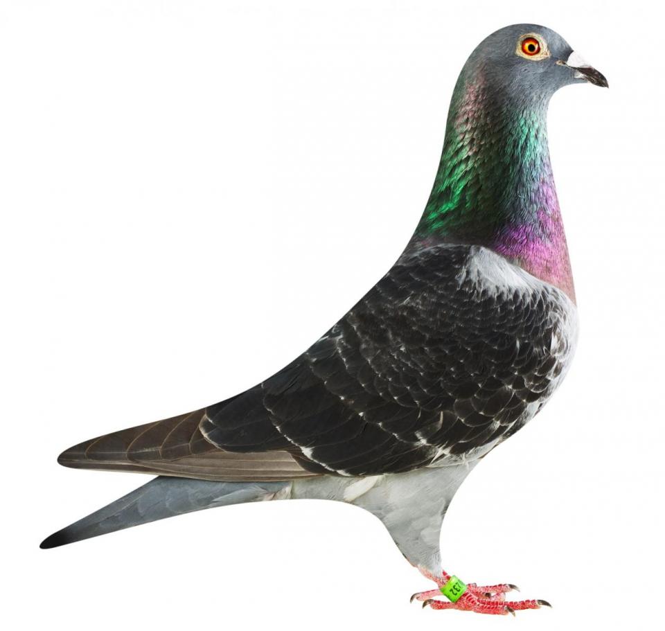 Picture of pigeon BE18-6020232 "Mercedes"