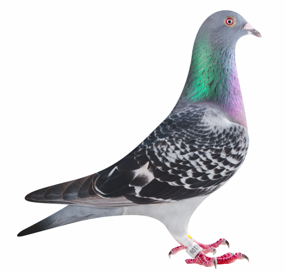 Picture of pigeon BE20-6166100 "Super 100"