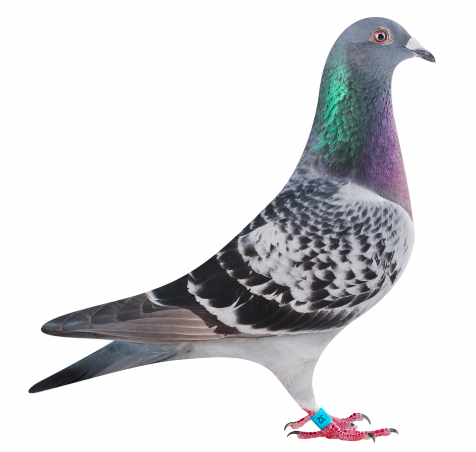 Picture of pigeon BE21-6138132 "Blanca 1"