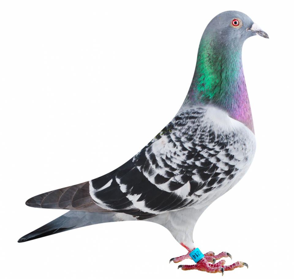 Picture of pigeon BE21-6138214 "El Muro"