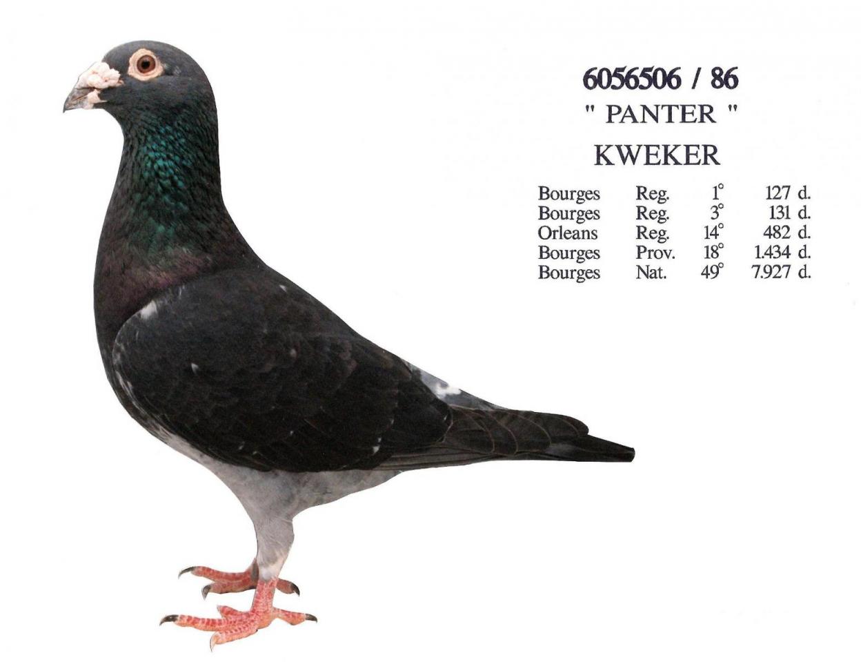 Picture of pigeon BE86-6056506 "Panter"
