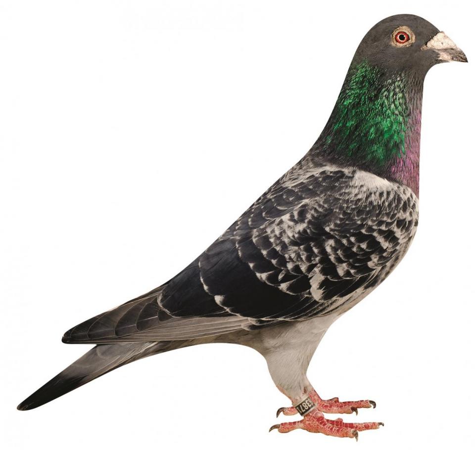 Picture of pigeon BE01-6387174 "Beckham"